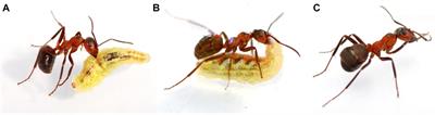 Red Wood Ants Display Natural Aversive Learning Differently Depending on Their Task Specialization